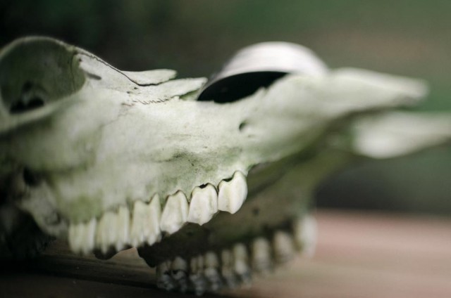 this is a photo of a bleached skull